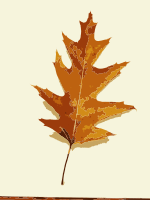 More fall tree leaves 1
