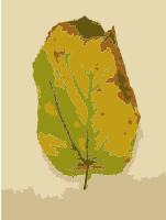 Missouri Fall Tree Leaves 3