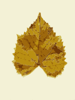 Fall leaves from Missouri trees