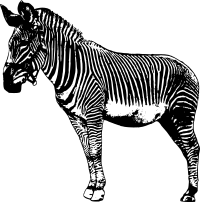 Standing Zebra