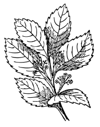 MatÃ©
