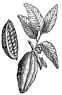 cacao