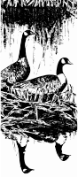 Canada Geese