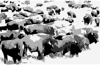 Buffalo Heard