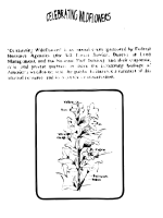 Black Henbane Coloring Guide