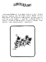 Bog St. Johns Wort Coloring Guide