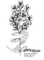 Klamath Weed