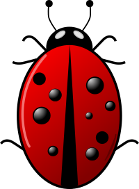 Ladybug