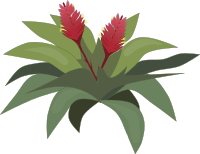 bromelia