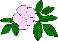GG rosa acicularis