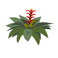 Bromelia-01