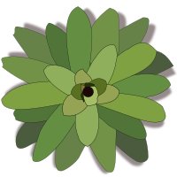 bromelia-02