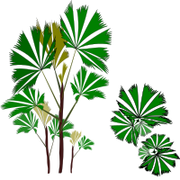 Palm-Raphis-01