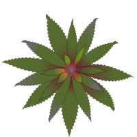 bromelia-04