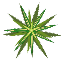 bromelia-05