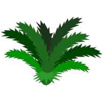 Cycas