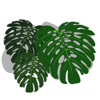 Philodendron