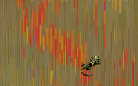 Saucy Salamander
