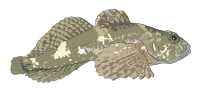 Poisson Chabot