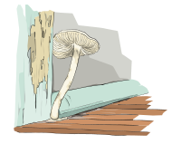 Champigon, mushroom
