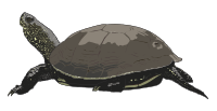 Cistude Europe