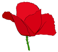 Coquelicot rouge - Red poppy