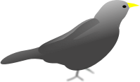 Blackbird1