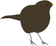 blackbird4