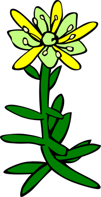 GG saxifraga aizoides