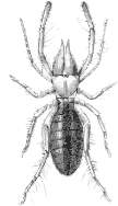 Eremobates aztecus