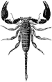 Opisthacantus sp.