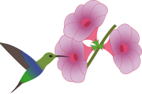 pretty hummingbird