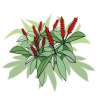 Alpinia Purpurata