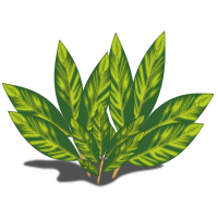 Alpinia Variegata