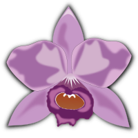 cattleya