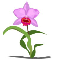 cattleya