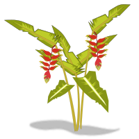 heliconia