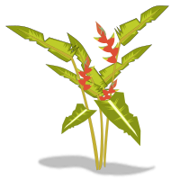 heliconia