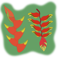 heliconia flower