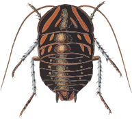 Euzosteria mitchelli