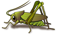 Cricket
