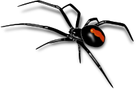 Redback spider