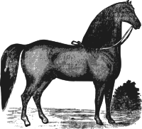 Elegant Horse