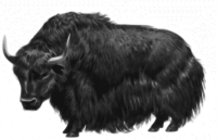 Yak