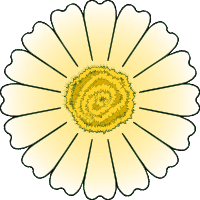 Flower Daisy 16 petal