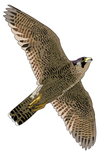 faucon pelerin - falcon peregrine