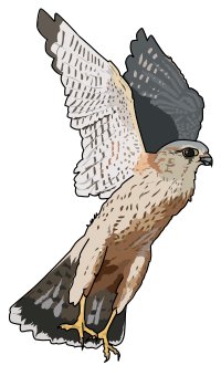 Faucon emerillon - Merlins falcon