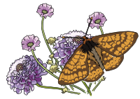 Papillon Damier de la succise - Marsh fritillary butterfly