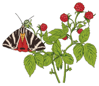 Papillon Ecaille chinee sur framboisier - Mottled Tortoiseshell butterfly on a Rapsberry
