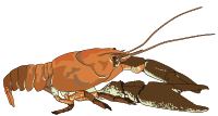 Ecrevisse a pattes blanches - white-clawed crayfish
